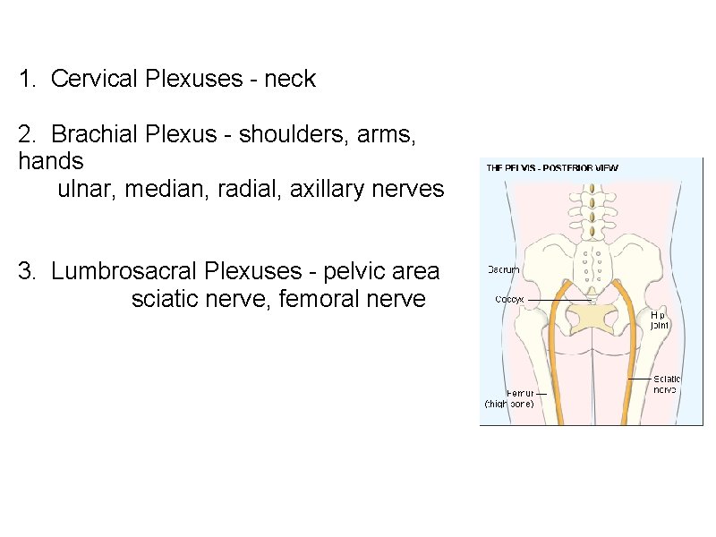 1. Cervical Plexuses - neck 2. Brachial Plexus - shoulders, arms, hands ulnar, median,
