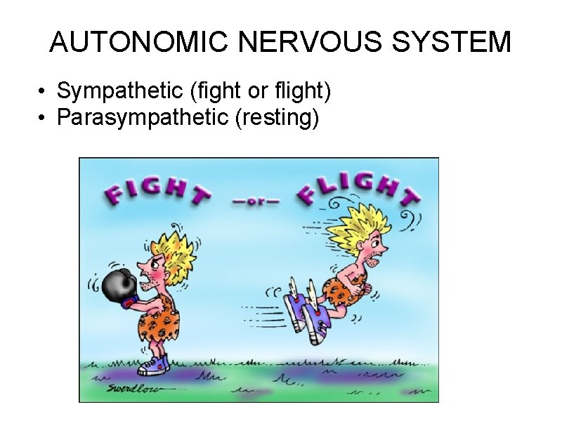 AUTONOMIC NERVOUS SYSTEM • Sympathetic (fight or flight) • Parasympathetic (resting) 