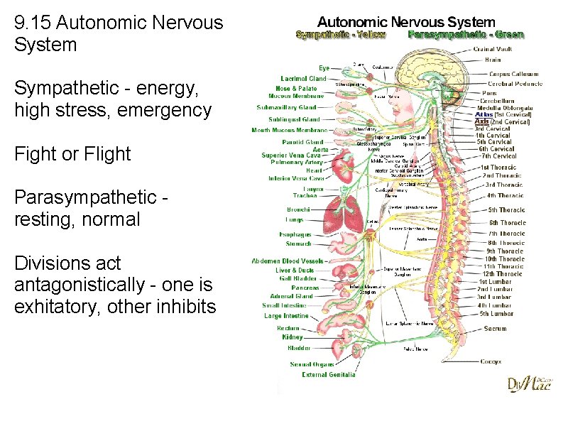 9. 15 Autonomic Nervous System Sympathetic - energy, high stress, emergency Fight or Flight