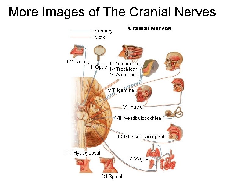 More Images of The Cranial Nerves 