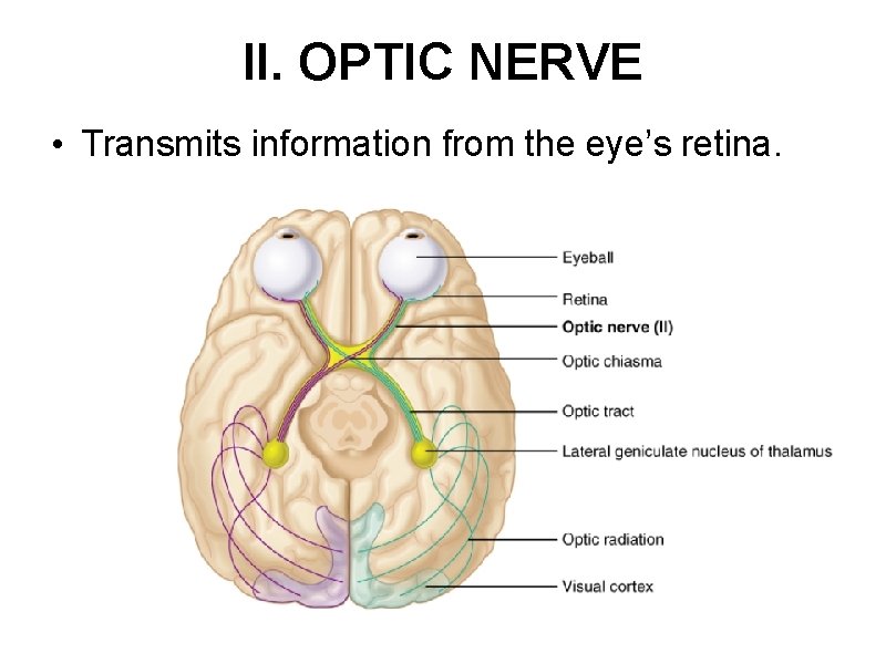 II. OPTIC NERVE • Transmits information from the eye’s retina. 