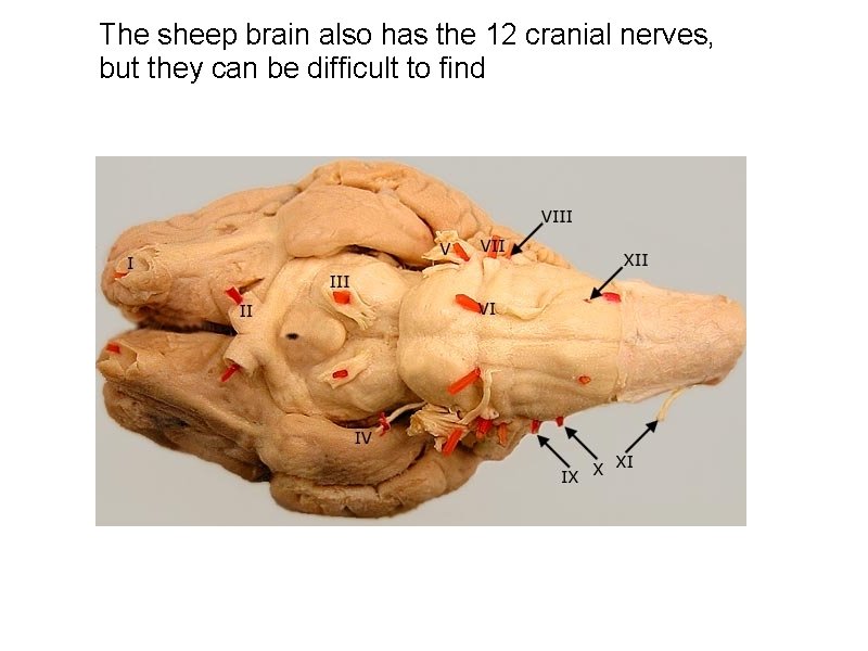 The sheep brain also has the 12 cranial nerves, but they can be difficult