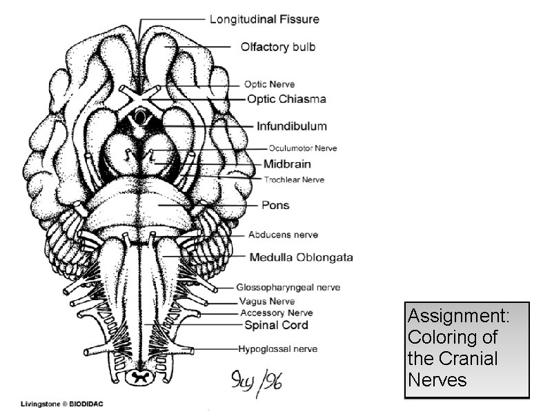 Assignment: Coloring of the Cranial Nerves 