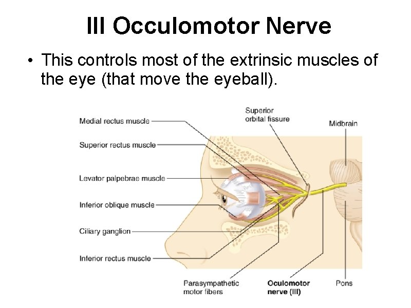 III Occulomotor Nerve • This controls most of the extrinsic muscles of the eye