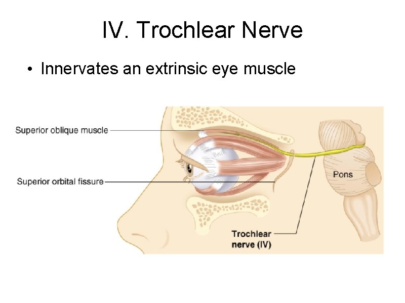 IV. Trochlear Nerve • Innervates an extrinsic eye muscle 