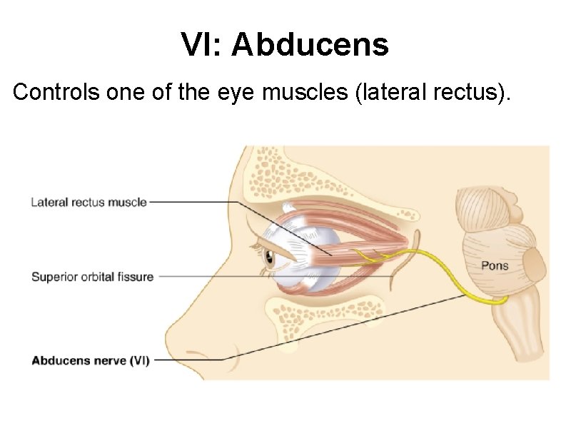 VI: Abducens Controls one of the eye muscles (lateral rectus). 