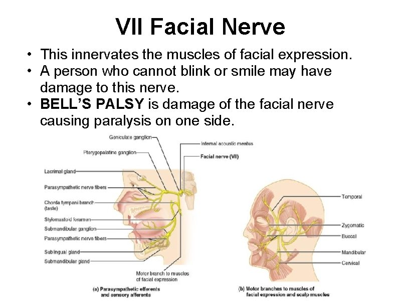 VII Facial Nerve • This innervates the muscles of facial expression. • A person
