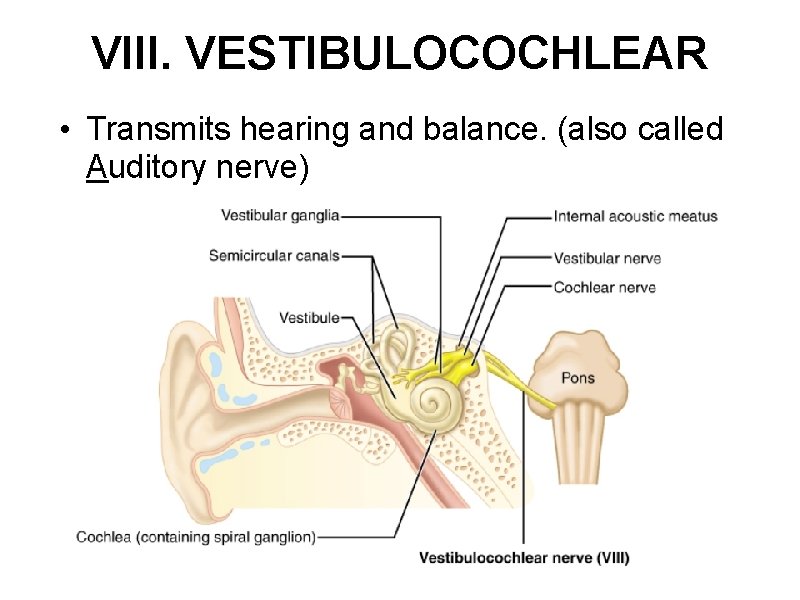 VIII. VESTIBULOCOCHLEAR • Transmits hearing and balance. (also called Auditory nerve) 