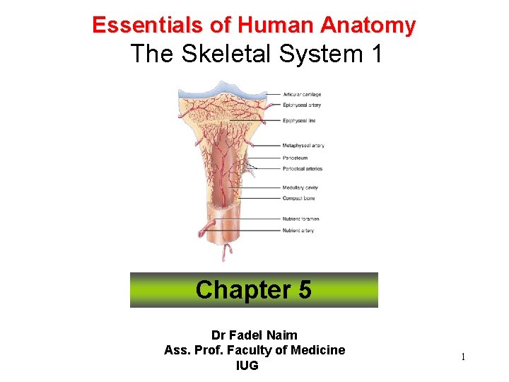Essentials of Human Anatomy The Skeletal System 1 Chapter 5 Dr Fadel Naim Ass.