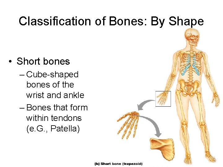 Classification of Bones: By Shape • Short bones – Cube-shaped bones of the wrist