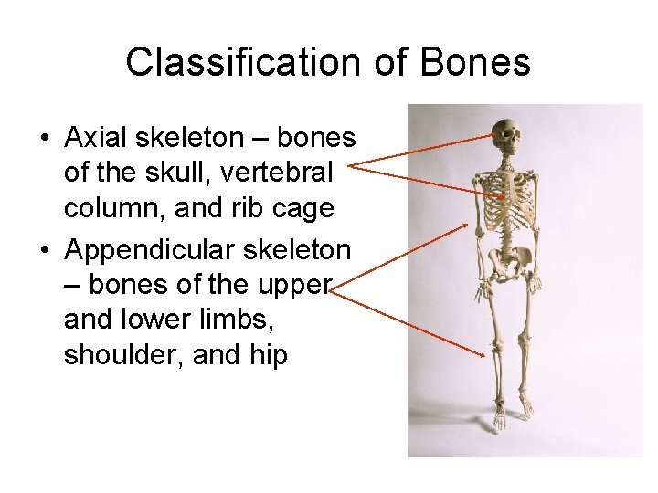 Classification of Bones • Axial skeleton – bones of the skull, vertebral column, and
