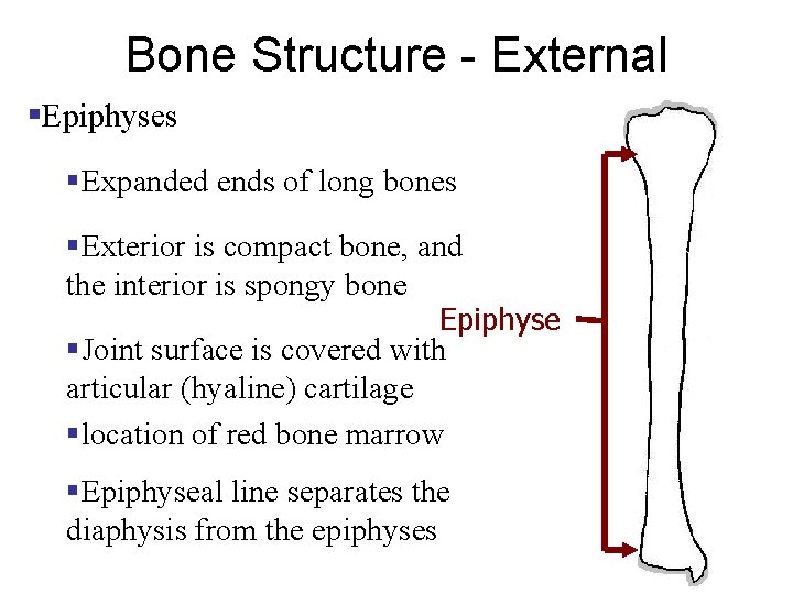 Bone Structure - External §Epiphyses §Expanded ends of long bones §Exterior is compact bone,
