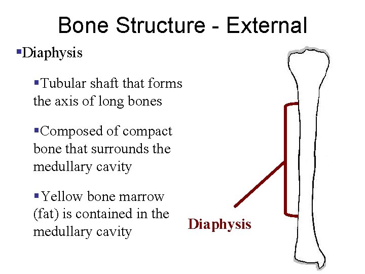 Bone Structure - External §Diaphysis §Tubular shaft that forms the axis of long bones