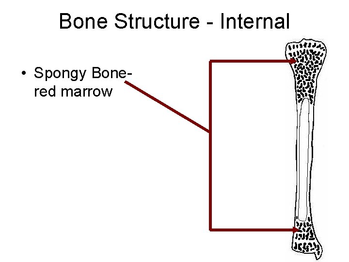Bone Structure - Internal • Spongy Bonered marrow 