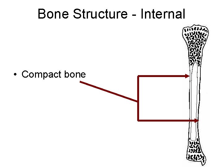 Bone Structure - Internal • Compact bone 
