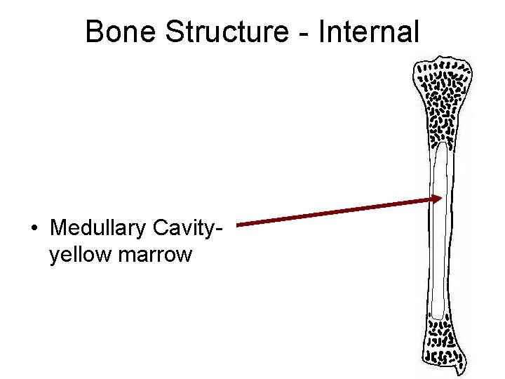 Bone Structure - Internal • Medullary Cavityyellow marrow 