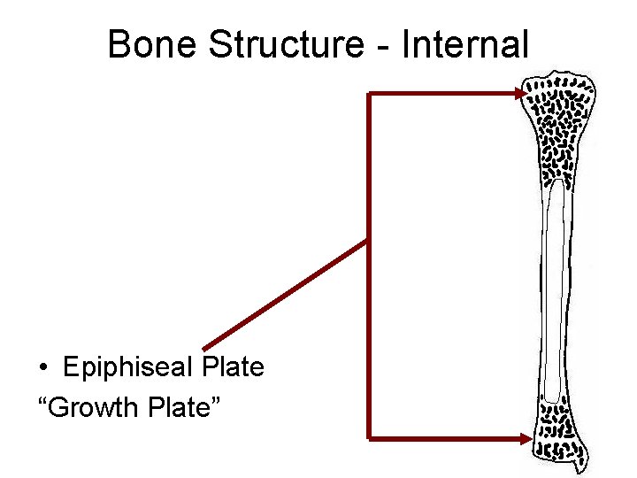 Bone Structure - Internal • Epiphiseal Plate “Growth Plate” 