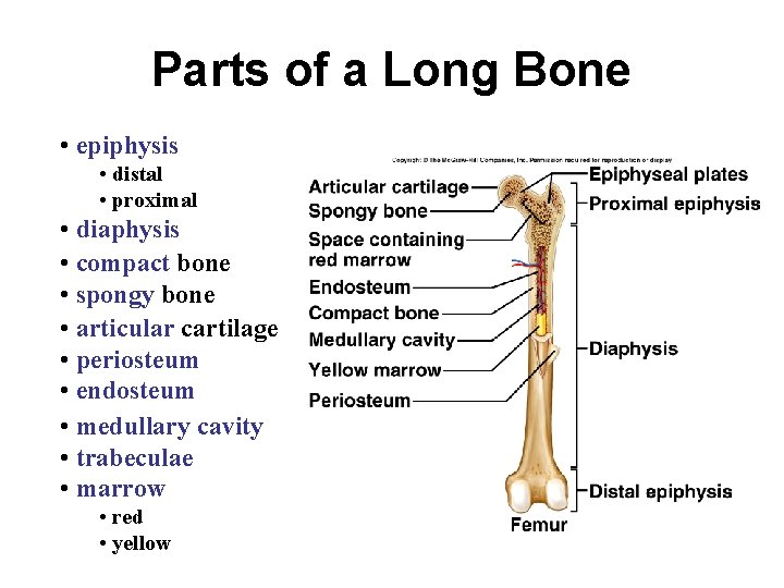 Parts of a Long Bone • epiphysis • distal • proximal • diaphysis •