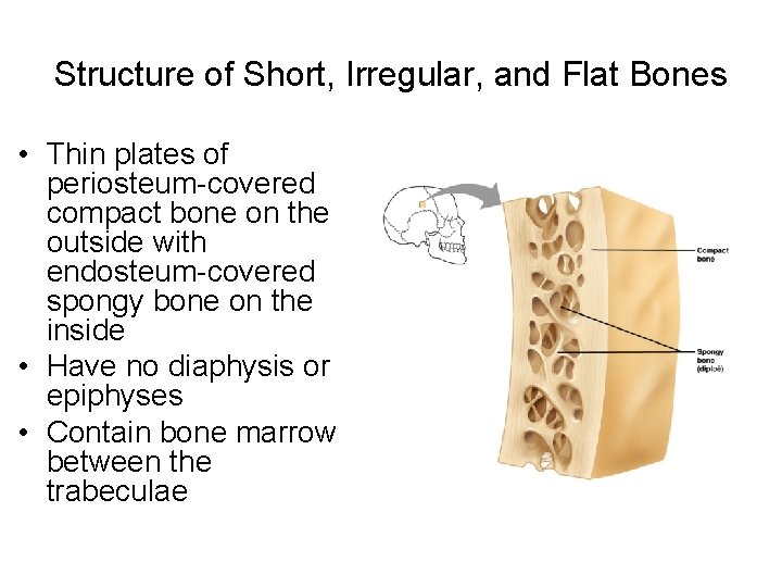 Structure of Short, Irregular, and Flat Bones • Thin plates of periosteum-covered compact bone