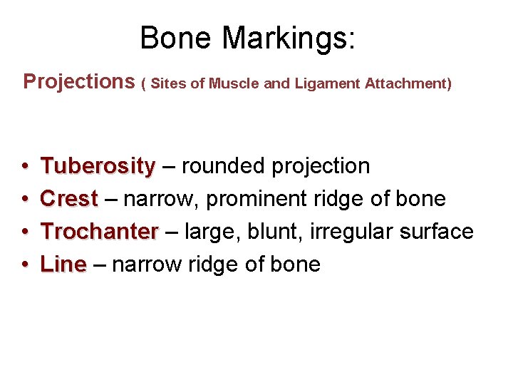 Bone Markings: Projections ( Sites of Muscle and Ligament Attachment) • • Tuberosity –