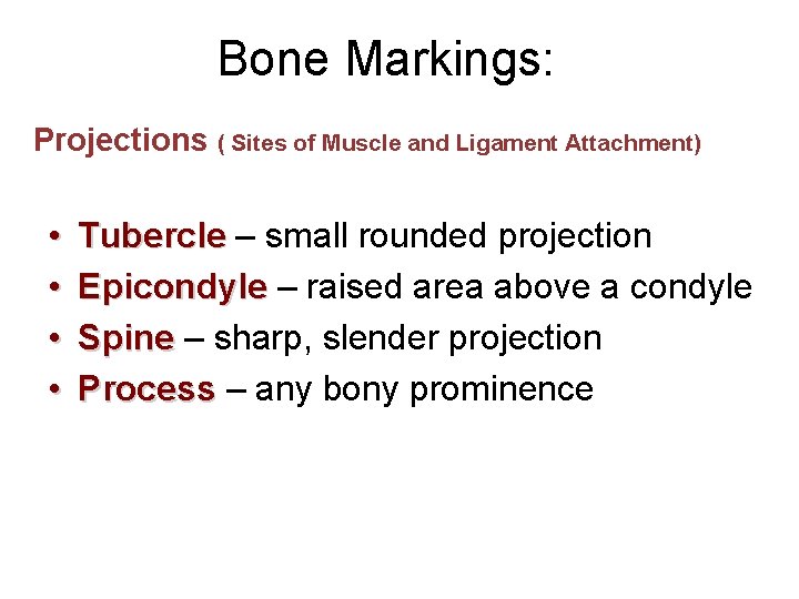 Bone Markings: Projections ( Sites of Muscle and Ligament Attachment) • • Tubercle –