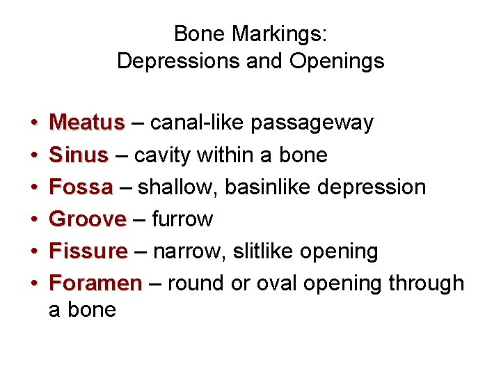 Bone Markings: Depressions and Openings • • • Meatus – canal-like passageway Sinus –