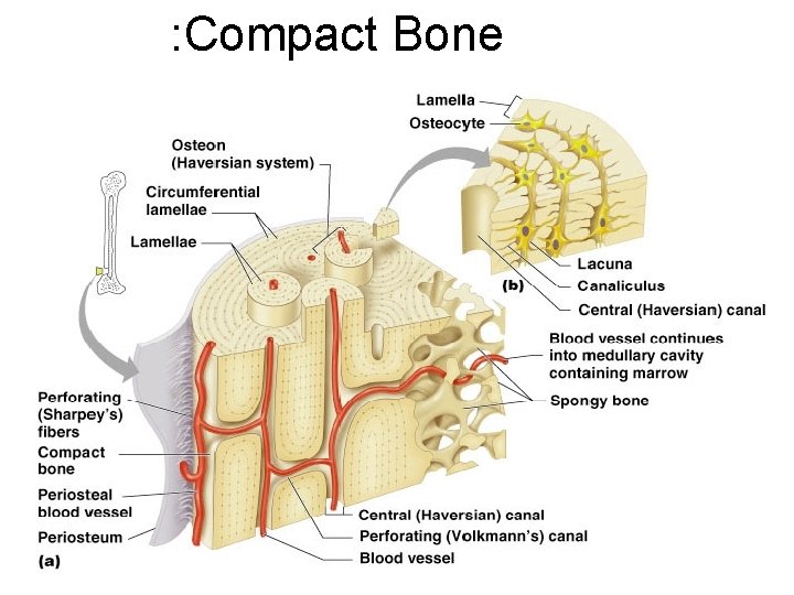 : Compact Bone 