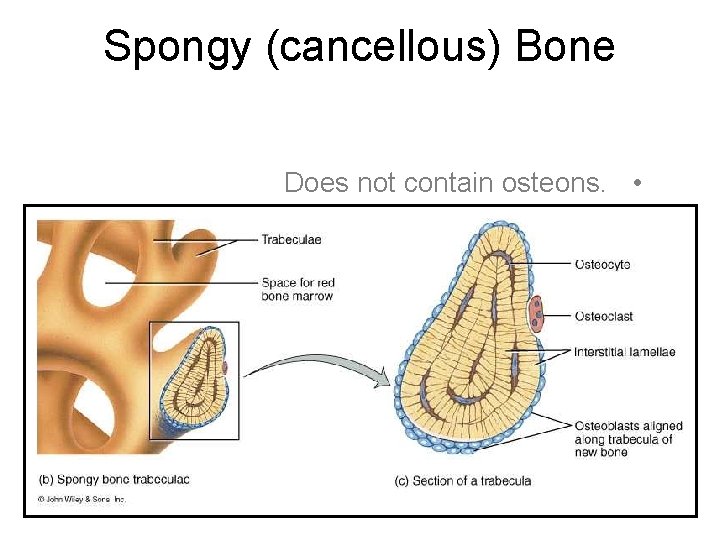 Spongy (cancellous) Bone Does not contain osteons. • trabeculae surrounding red marrow spaces •