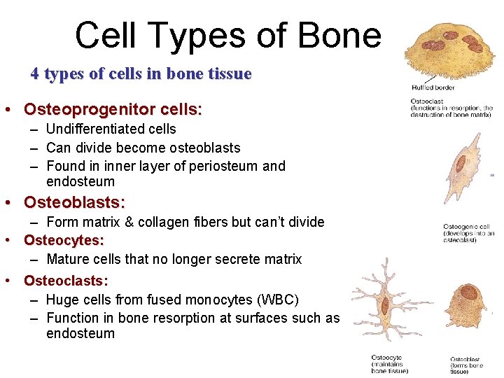 Cell Types of Bone 4 types of cells in bone tissue • Osteoprogenitor cells: