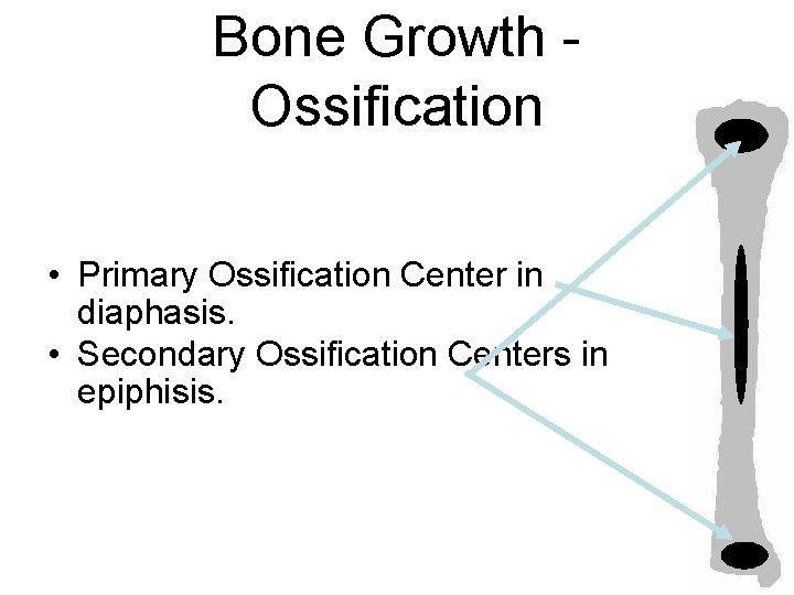Bone Growth Ossification • Primary Ossification Center in diaphasis. • Secondary Ossification Centers in