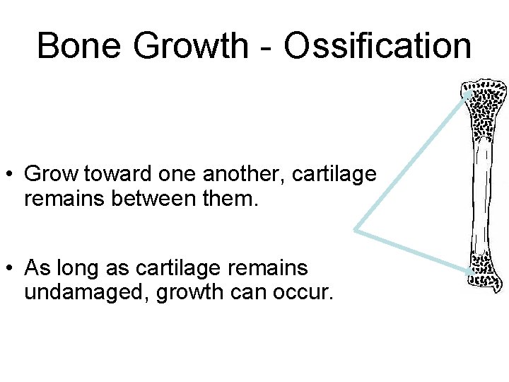 Bone Growth - Ossification • Grow toward one another, cartilage remains between them. •