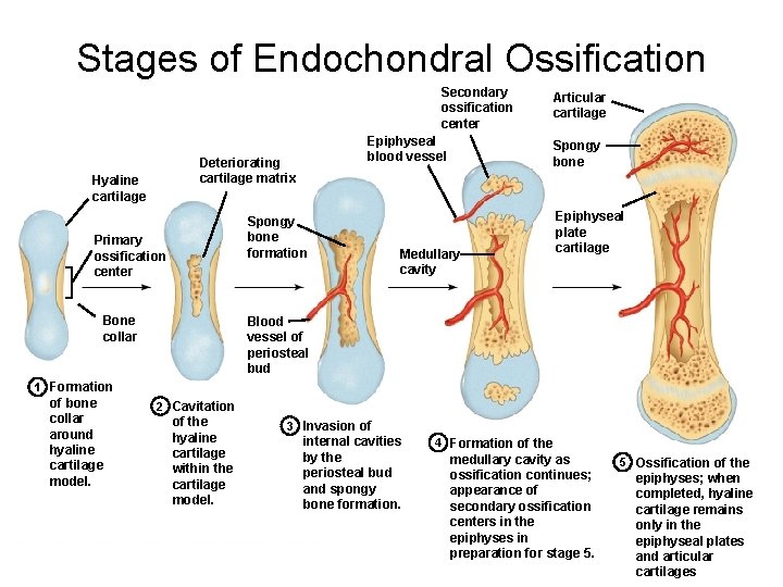 Stages of Endochondral Ossification Secondary ossification center Epiphyseal blood vessel Deteriorating cartilage matrix Hyaline