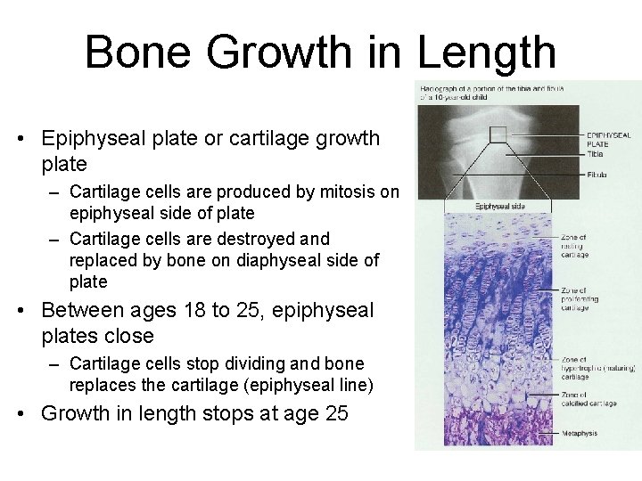 Bone Growth in Length • Epiphyseal plate or cartilage growth plate – Cartilage cells