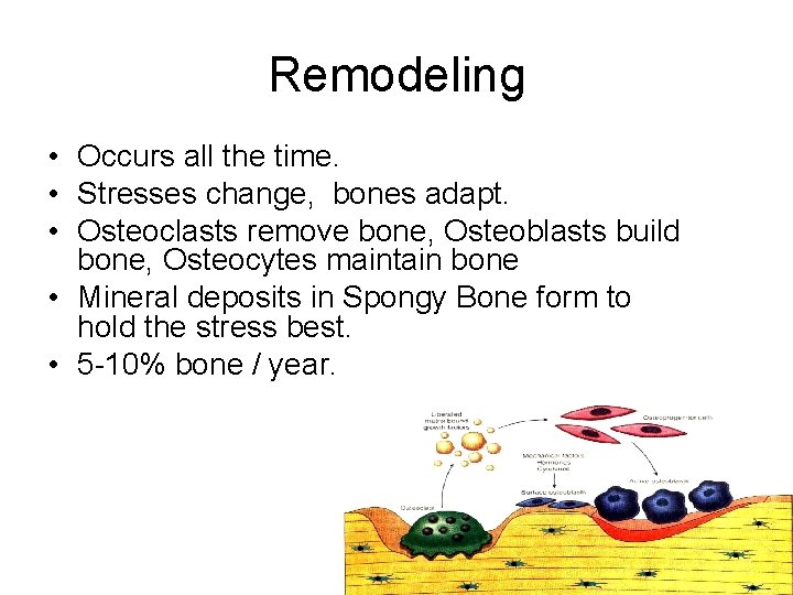 Remodeling • Occurs all the time. • Stresses change, bones adapt. • Osteoclasts remove