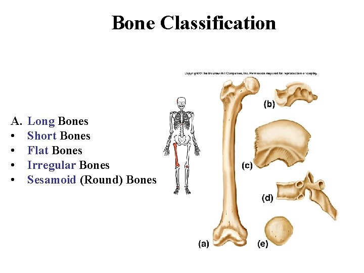 Bone Classification A. • • Long Bones Short Bones Flat Bones Irregular Bones Sesamoid
