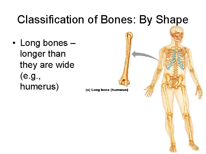 Classification of Bones: By Shape • Long bones – longer than they are wide