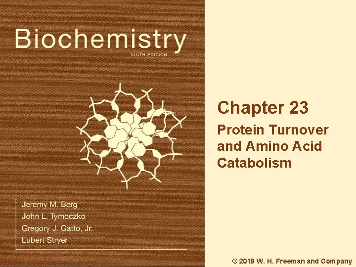 Chapter 23 Protein Turnover and Amino Acid Catabolism © 2019 W. H. Freeman and