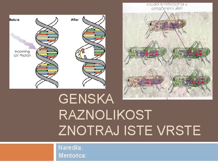 GENSKA RAZNOLIKOST ZNOTRAJ ISTE VRSTE Naredila: Mentorica: 