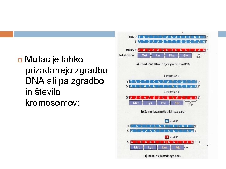  Mutacije lahko prizadanejo zgradbo DNA ali pa zgradbo in število kromosomov: 