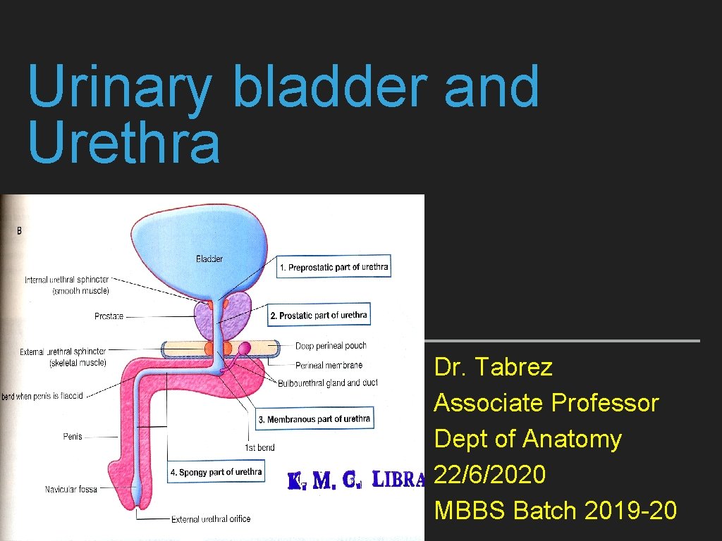 Urinary bladder and Urethra Dr. Tabrez Associate Professor Dept of Anatomy 22/6/2020 MBBS Batch