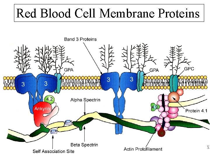 Red Blood Cell Membrane Proteins 