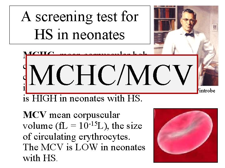 A screening test for HS in neonates MCHC mean corpuscular hgb concentration (g/d. L),