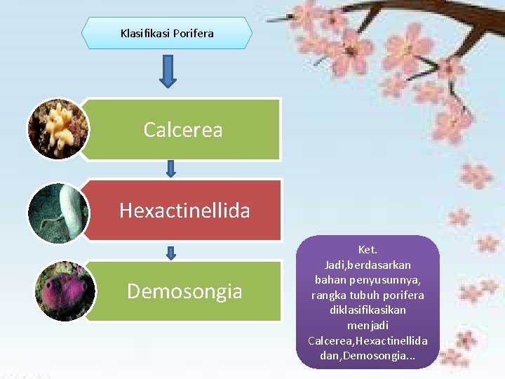 Klasifikasi Porifera Calcerea Hexactinellida Demosongia Ket. Jadi, berdasarkan bahan penyusunnya, rangka tubuh porifera diklasifikasikan