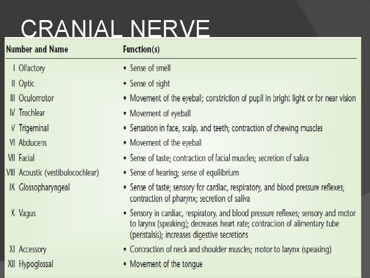 CRANIAL NERVE 