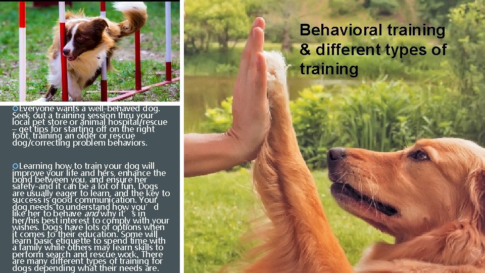Behavioral training & different types of training Everyone wants a well-behaved dog. Seek out