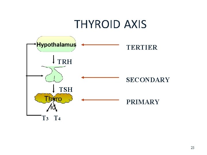 THYROID AXIS TERTIER TRH SECONDARY TSH PRIMARY T 3 T 4 23 