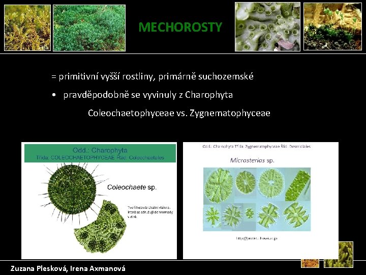 MECHOROSTY = primitivní vyšší rostliny, primárně suchozemské • pravděpodobně se vyvinuly z Charophyta Coleochaetophyceae