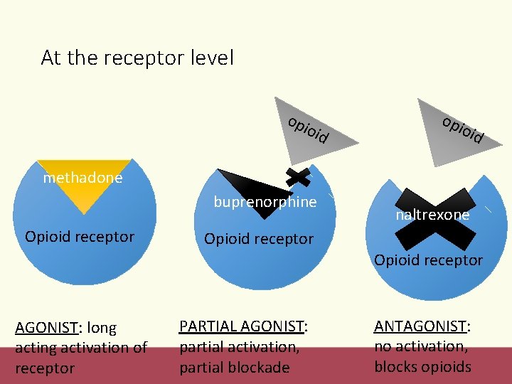 At the receptor level opi o id opi oid methadone buprenorphine Opioid receptor naltrexone