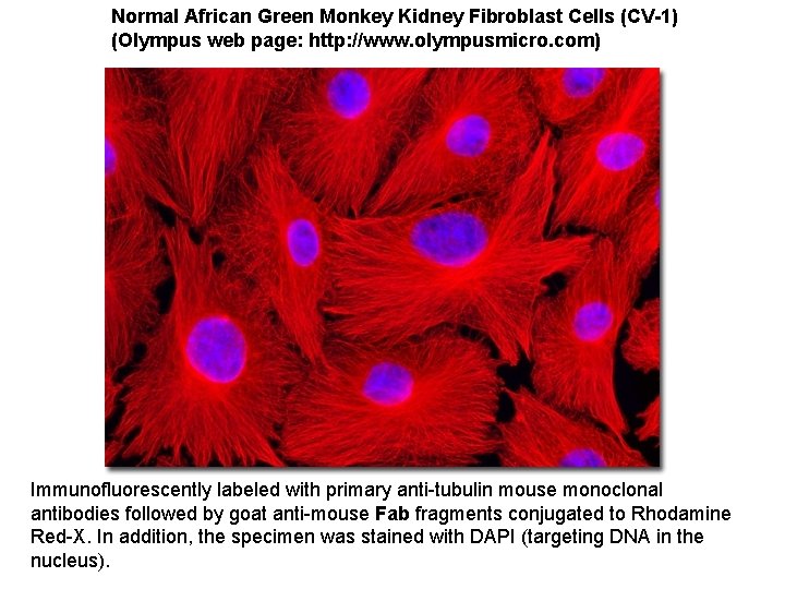 Normal African Green Monkey Kidney Fibroblast Cells (CV-1) (Olympus web page: http: //www. olympusmicro.