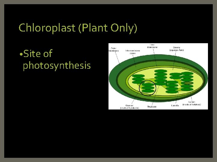 Chloroplast (Plant Only) • Site of photosynthesis Chloroplast (Plant Only) • Site of photosynthesis